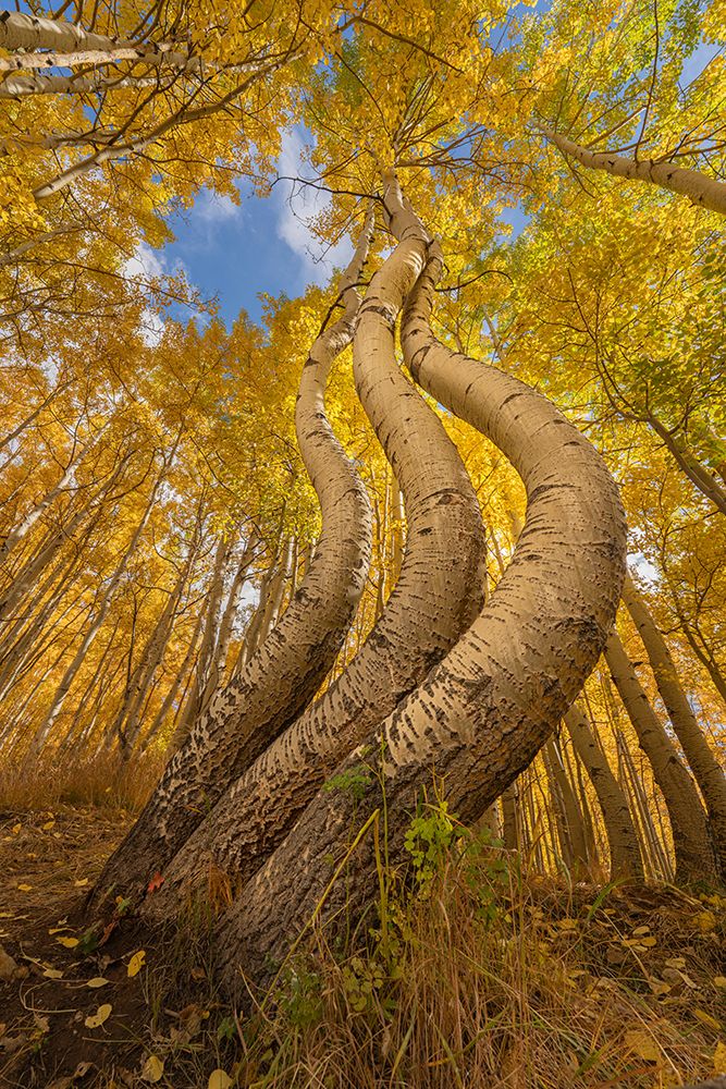 USA, Colorado, Uncompahgre National Forest. Curved aspen trees in autumn. art print by Jaynes Gallery for $57.95 CAD