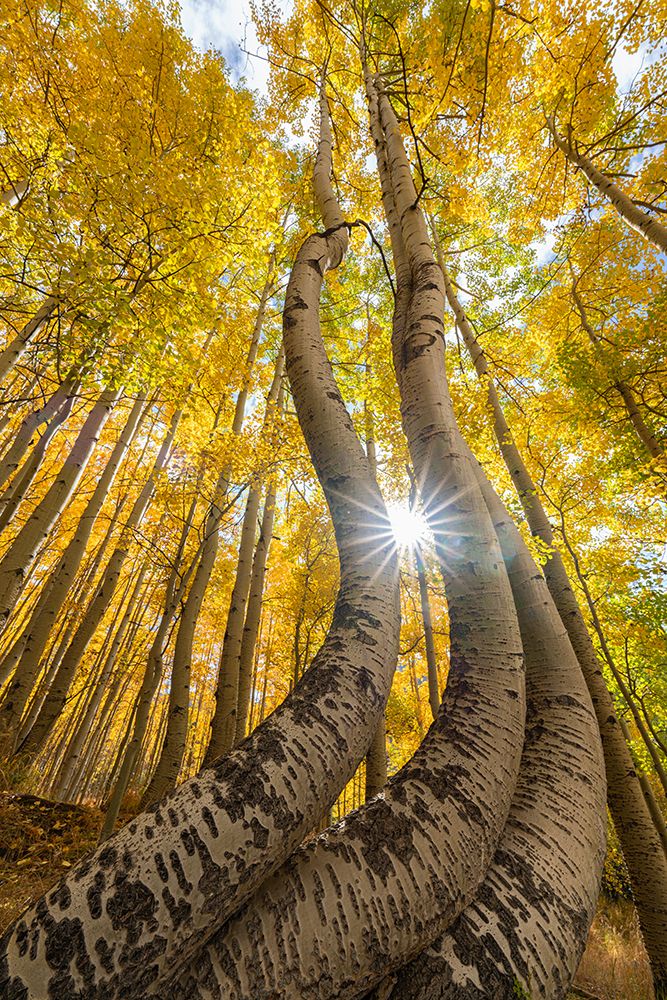 USA, Colorado, Uncompahgre National Forest. Curved aspen trees in autumn at sunrise. art print by Jaynes Gallery for $57.95 CAD