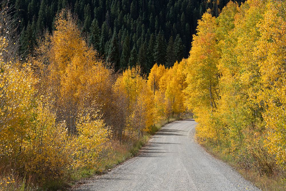 USA, Colorado, Uncompahgre National Forest. Gravel road through aspen forest in autumn. art print by Jaynes Gallery for $57.95 CAD