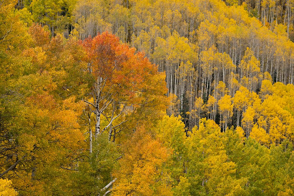 USA, Colorado, San Juan National Forest. Autumn-colored aspen forest. art print by Jaynes Gallery for $57.95 CAD