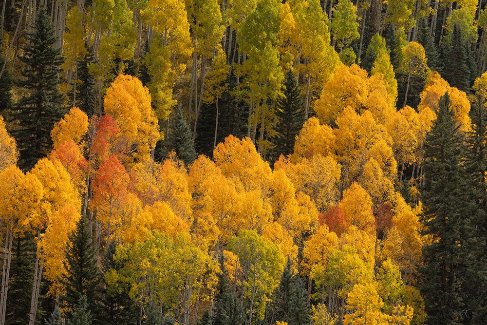 USA, Colorado, San Juan National Forest. Autumn colors in forest. art print by Jaynes Gallery for $57.95 CAD