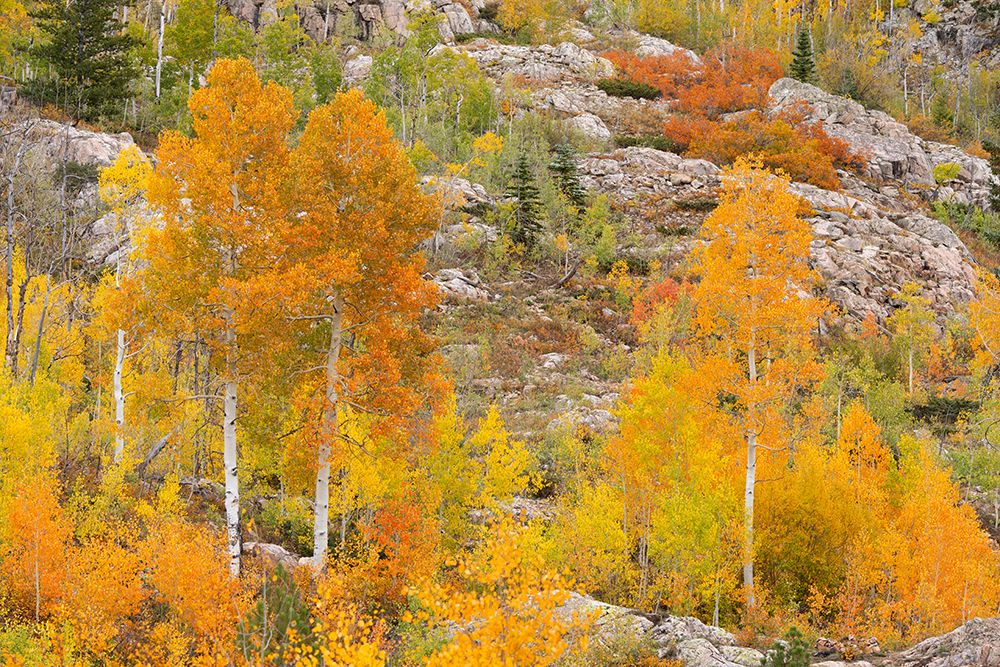 USA, Colorado, San Juan National Forest. Aspen trees in autumn colors. art print by Jaynes Gallery for $57.95 CAD