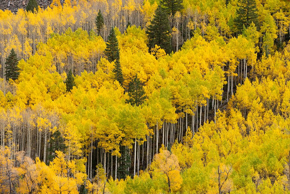 USA, Colorado, San Juan National Forest. Autumn-colored aspen forest. art print by Jaynes Gallery for $57.95 CAD