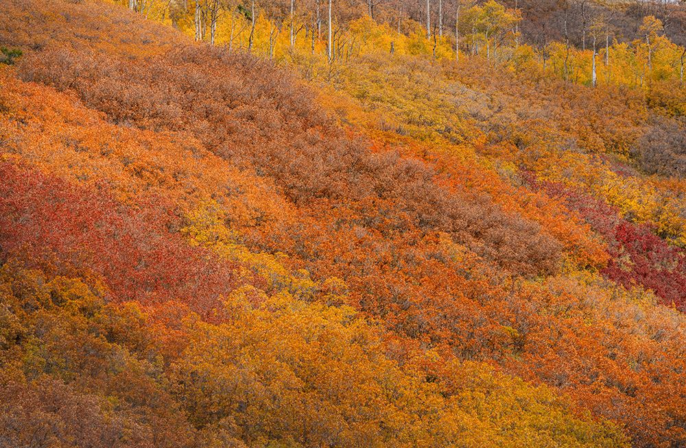 USA, Colorado, San Juan National Forest. Autumn-colored forest. art print by Jaynes Gallery for $57.95 CAD