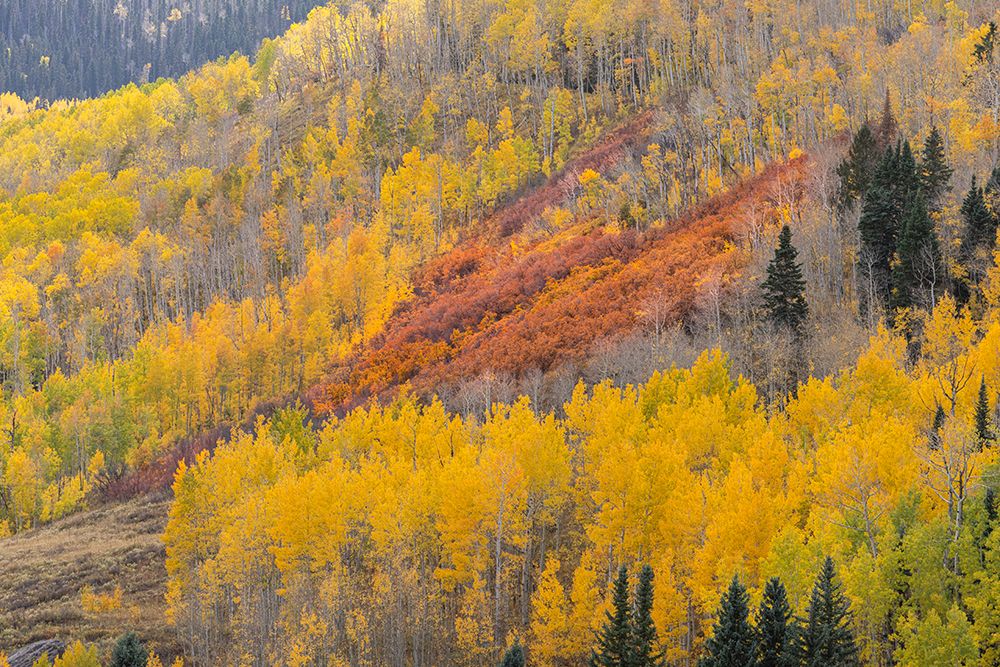 USA, Colorado, San Juan National Forest. Orange scrub oaks and aspen trees on mountainside. art print by Jaynes Gallery for $57.95 CAD