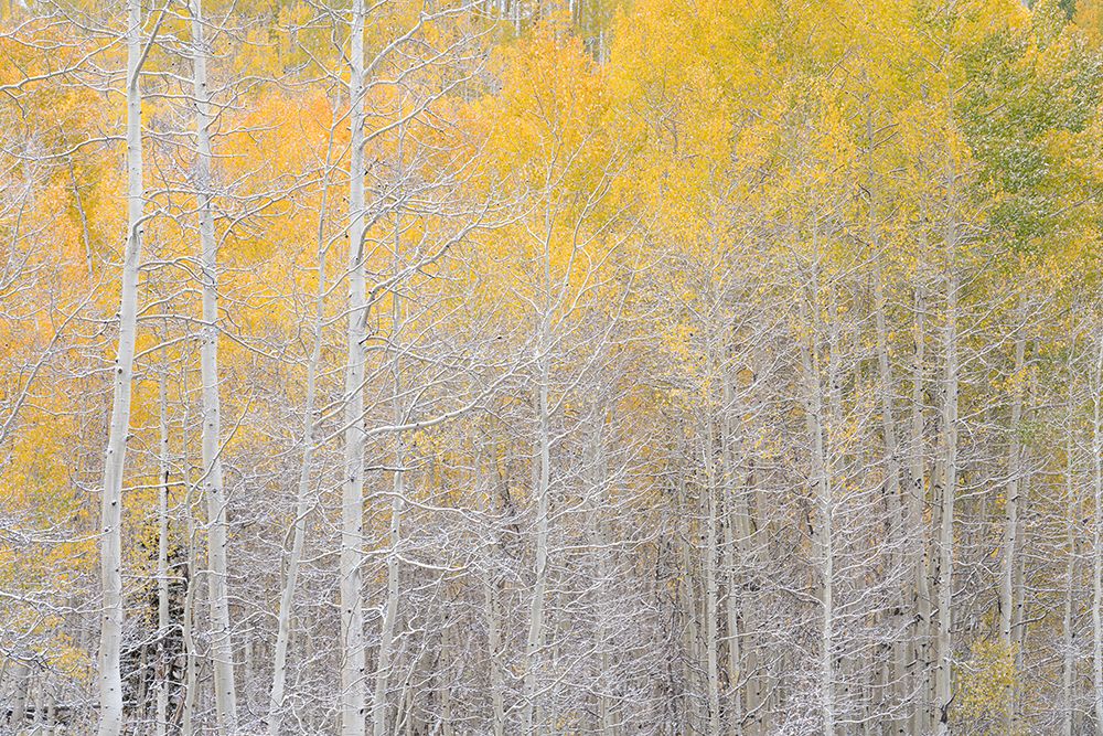 USA, Colorado, Uncompahgre National Forest. Snow on autumn forest landscape. art print by Jaynes Gallery for $57.95 CAD