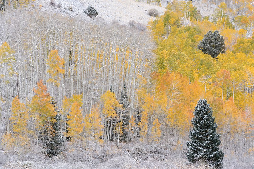 USA, Colorado, Uncompahgre National Forest. Snow on forest in autumn. art print by Jaynes Gallery for $57.95 CAD