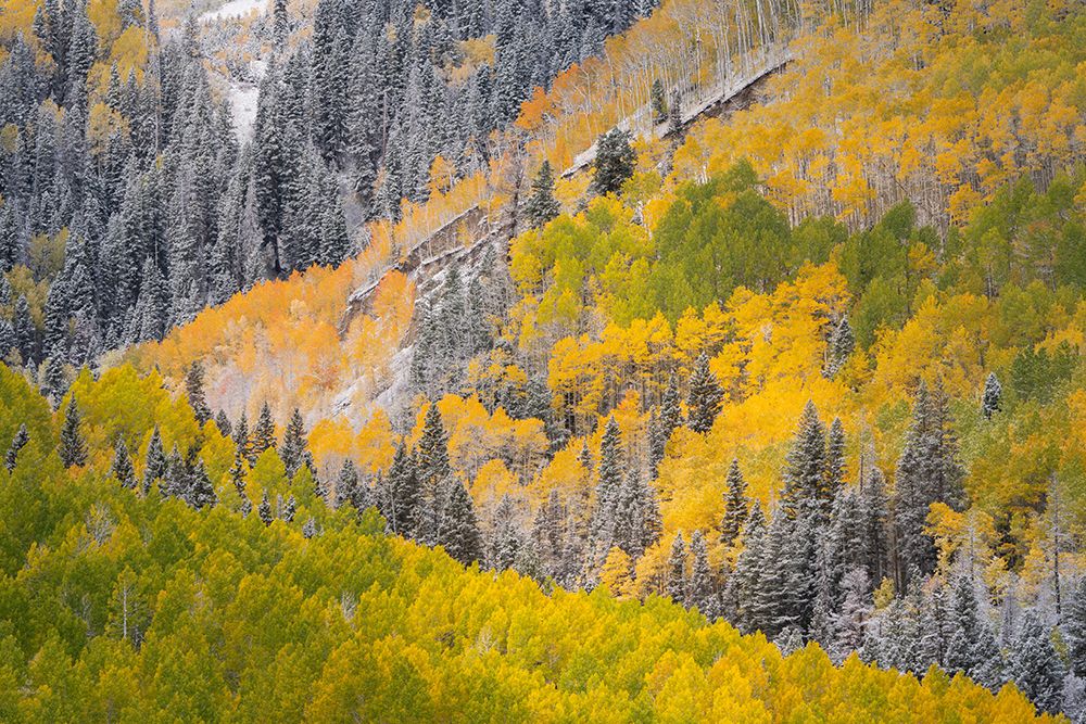 USA, Colorado, Uncompahgre National Forest. Snow on autumn forest landscape. art print by Jaynes Gallery for $57.95 CAD