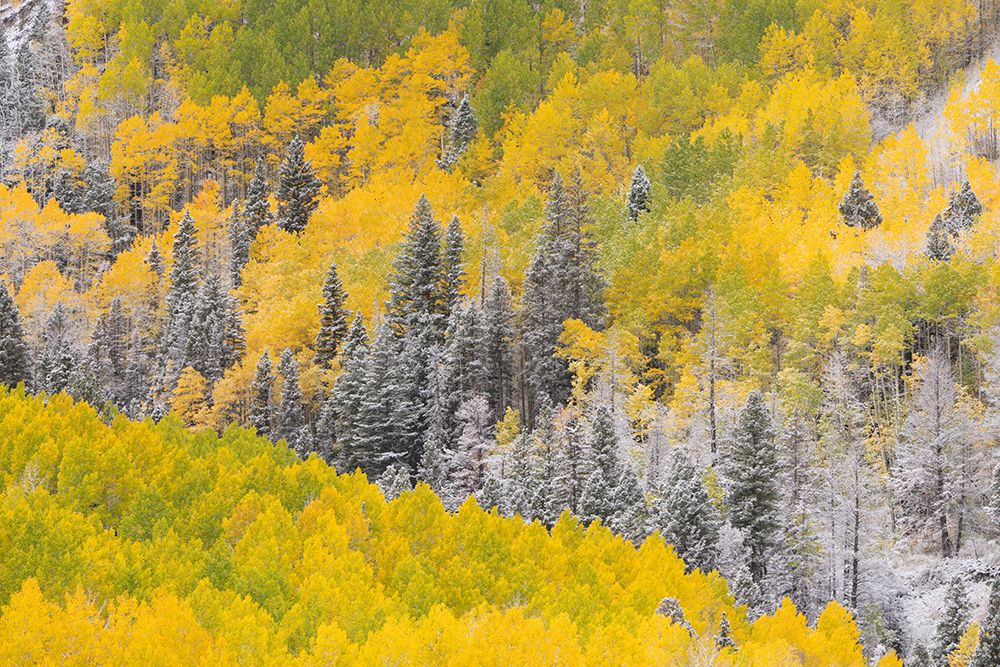 USA, Colorado, Uncompahgre National Forest. Snow on autumn forest landscape. art print by Jaynes Gallery for $57.95 CAD