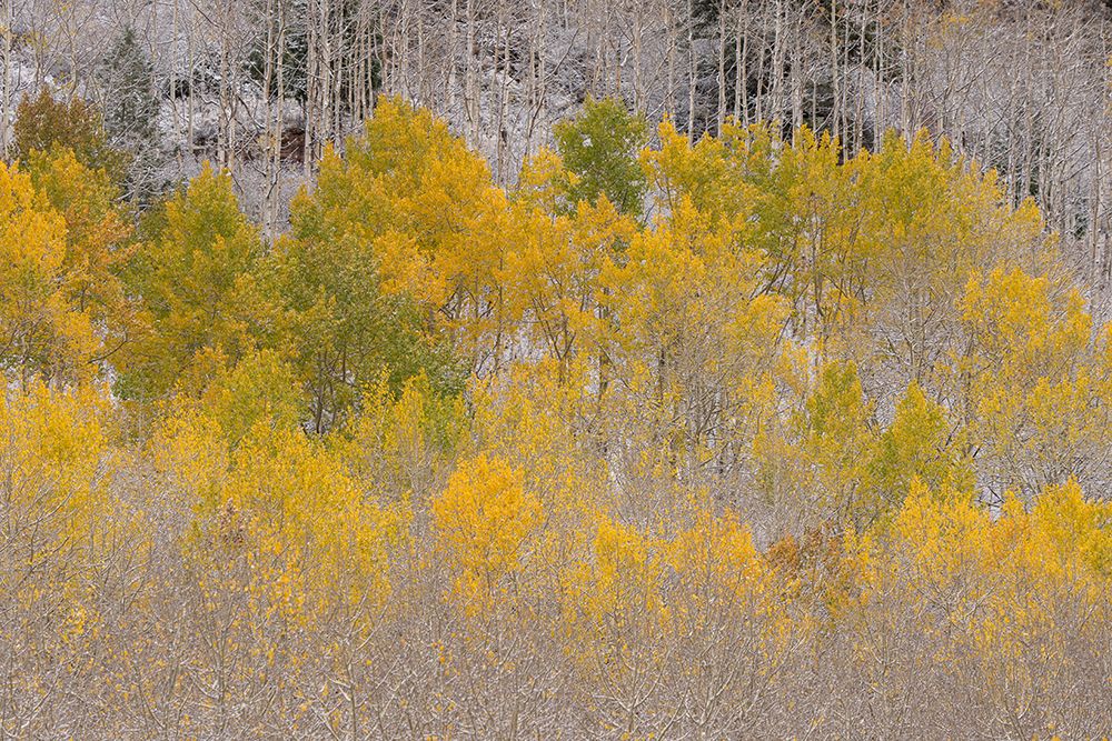 USA, Colorado, Uncompahgre National Forest. Snow on autumn forest landscape. art print by Jaynes Gallery for $57.95 CAD