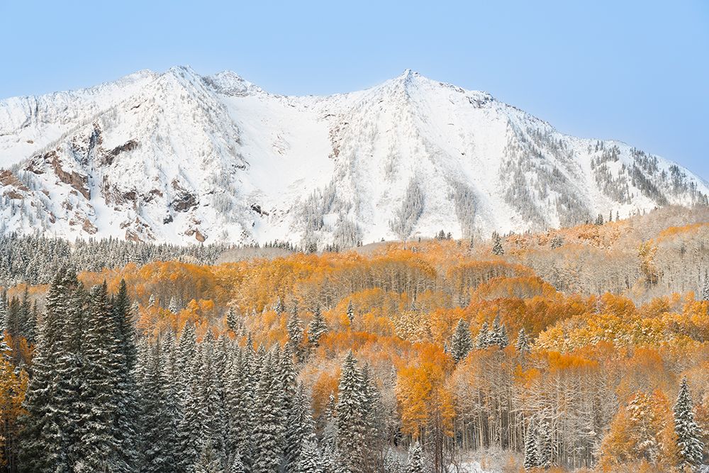 USA, Colorado, Gunnison National Forest. Snow on East Beckwith Mountain and forest in autumn. art print by Jaynes Gallery for $57.95 CAD