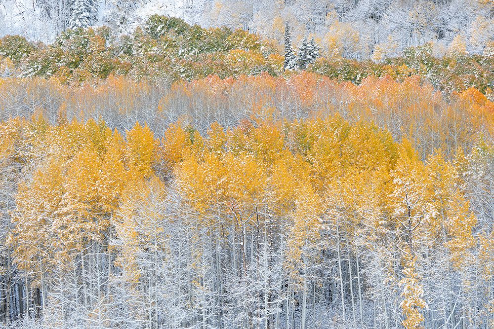 USA, Colorado, Gunnison National Forest. Snow-covered forest in autumn. art print by Jaynes Gallery for $57.95 CAD