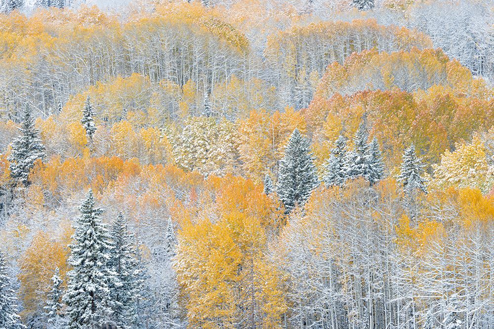 USA, Colorado, Gunnison National Forest. Snow-covered forest in autumn. art print by Jaynes Gallery for $57.95 CAD
