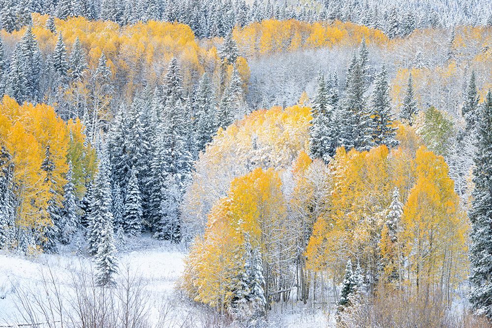 USA, Colorado, Gunnison National Forest. Snow-covered forest in autumn. art print by Jaynes Gallery for $57.95 CAD