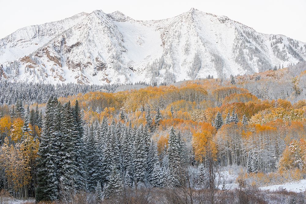 USA, Colorado, Gunnison National Forest. Snow on East Beckwith Mountain and forest in autumn. art print by Jaynes Gallery for $57.95 CAD