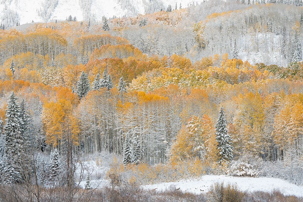 USA, Colorado, Gunnison National Forest. Snow-covered forest in autumn. art print by Jaynes Gallery for $57.95 CAD