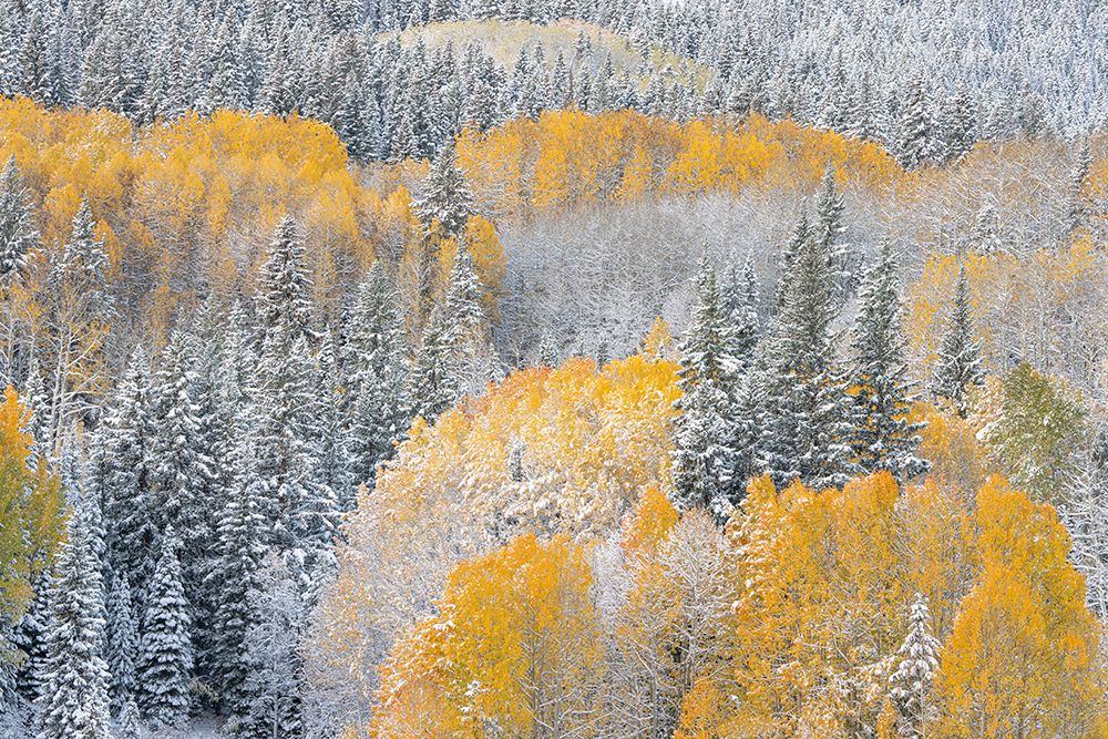 USA, Colorado, Gunnison National Forest. Snow-covered forest in autumn. art print by Jaynes Gallery for $57.95 CAD