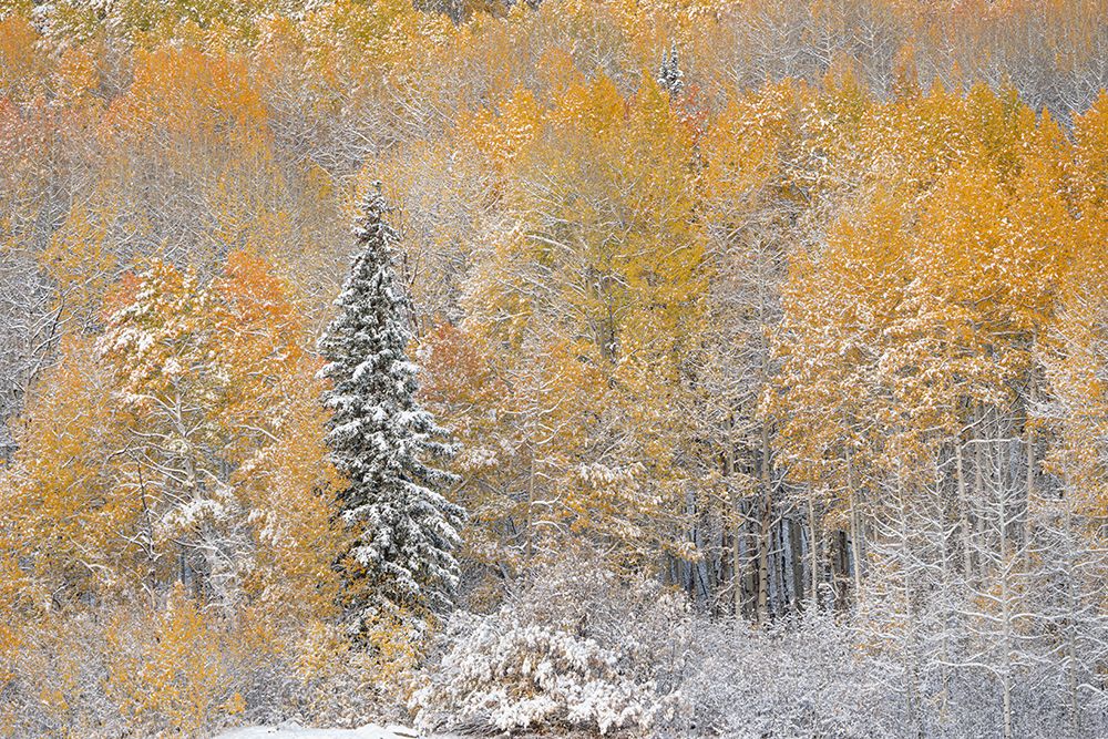 USA, Colorado, Gunnison National Forest. Snow-covered forest in autumn. art print by Jaynes Gallery for $57.95 CAD