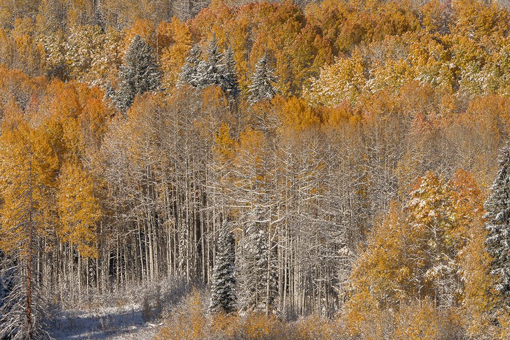 USA, Colorado, Gunnison National Forest. Snow-covered forest in autumn. art print by Jaynes Gallery for $57.95 CAD