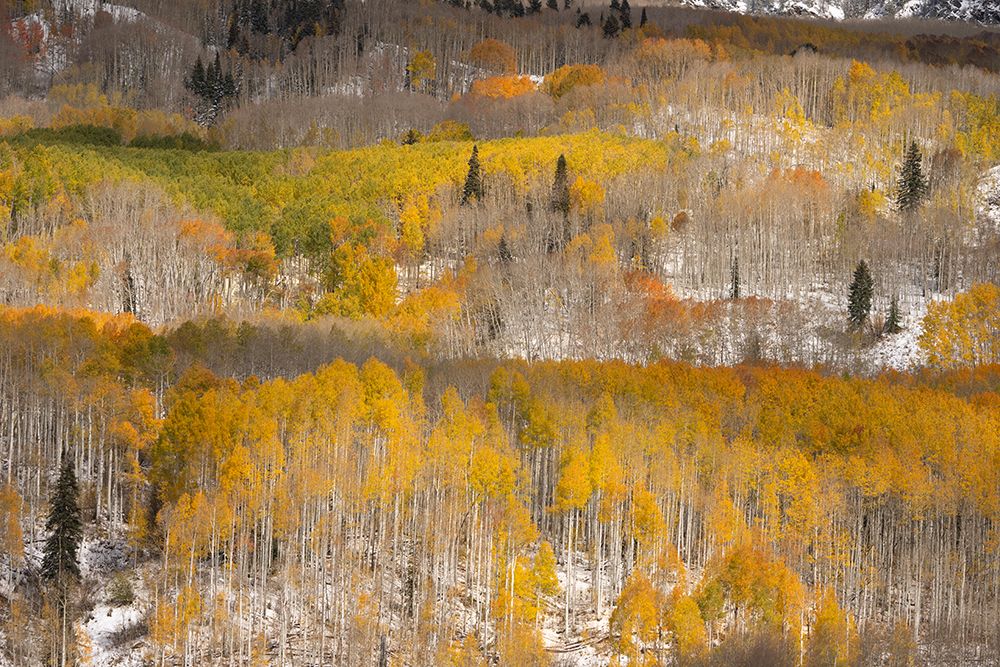 USA, Colorado, Gunnison National Forest. Mountain and forest landscape in autumn. art print by Jaynes Gallery for $57.95 CAD