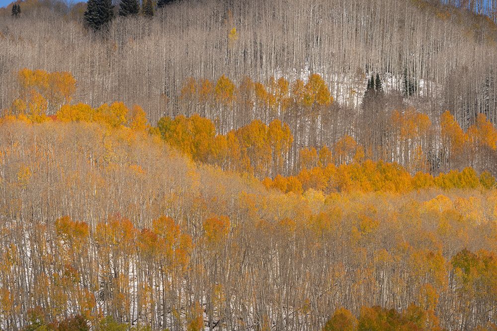 USA, Colorado, Gunnison National Forest. Aspen forest in autumn. art print by Jaynes Gallery for $57.95 CAD