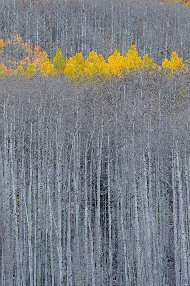 USA, Colorado, Gunnison National Forest. Aspen trees with yellow tops in autumn. art print by Jaynes Gallery for $57.95 CAD