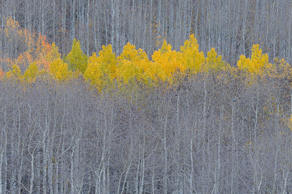 USA, Colorado, Gunnison National Forest. Aspen trees with yellow tops in autumn. art print by Jaynes Gallery for $57.95 CAD