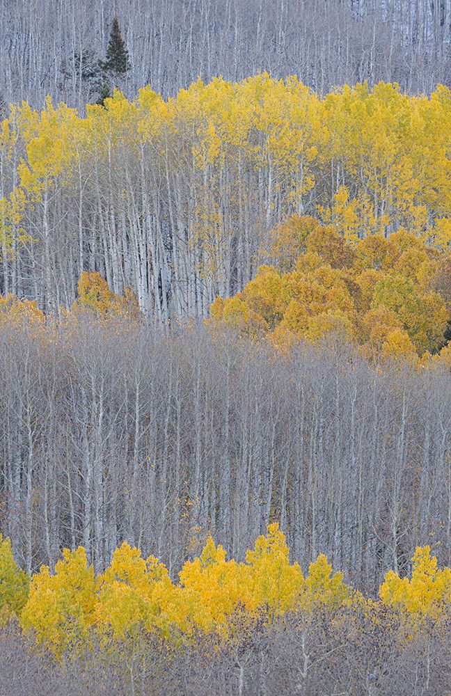 USA, Colorado, Gunnison National Forest. Aspen trees with yellow tops in autumn. art print by Jaynes Gallery for $57.95 CAD