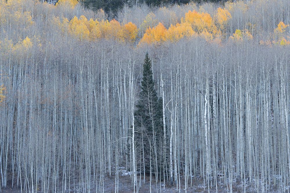 USA, Colorado, Gunnison National Forest. Aspen trees with yellow tops in autumn. art print by Jaynes Gallery for $57.95 CAD