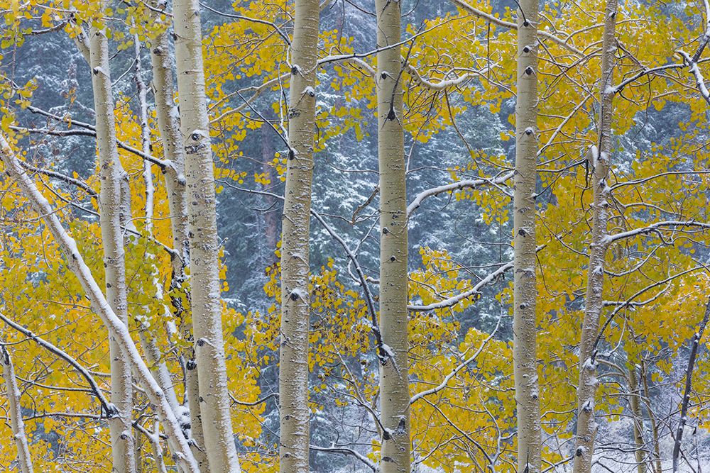 USA, Colorado, Grand Mesa. Aspen trees in winter. art print by Jaynes Gallery for $57.95 CAD