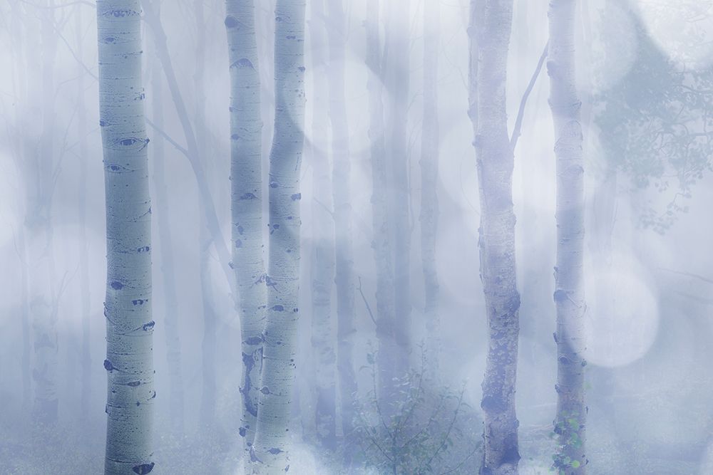 USA, Colorado, Grand Mesa. Aspen trees in winter fog. art print by Jaynes Gallery for $57.95 CAD
