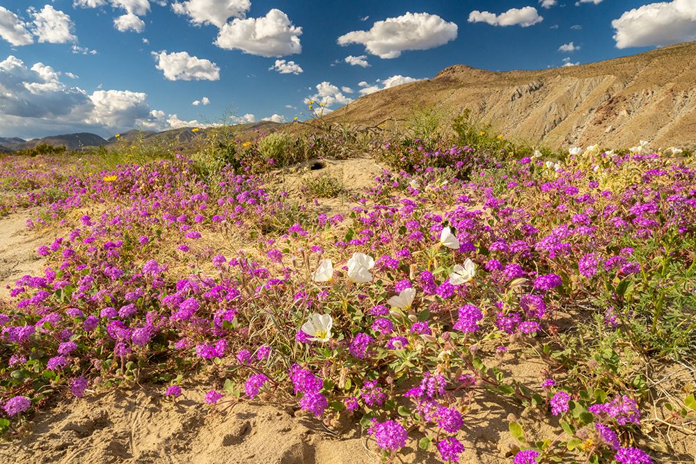 USA, California, Anza Borrego Desert State Park. Blooming desert flowers. art print by Jaynes Gallery for $57.95 CAD