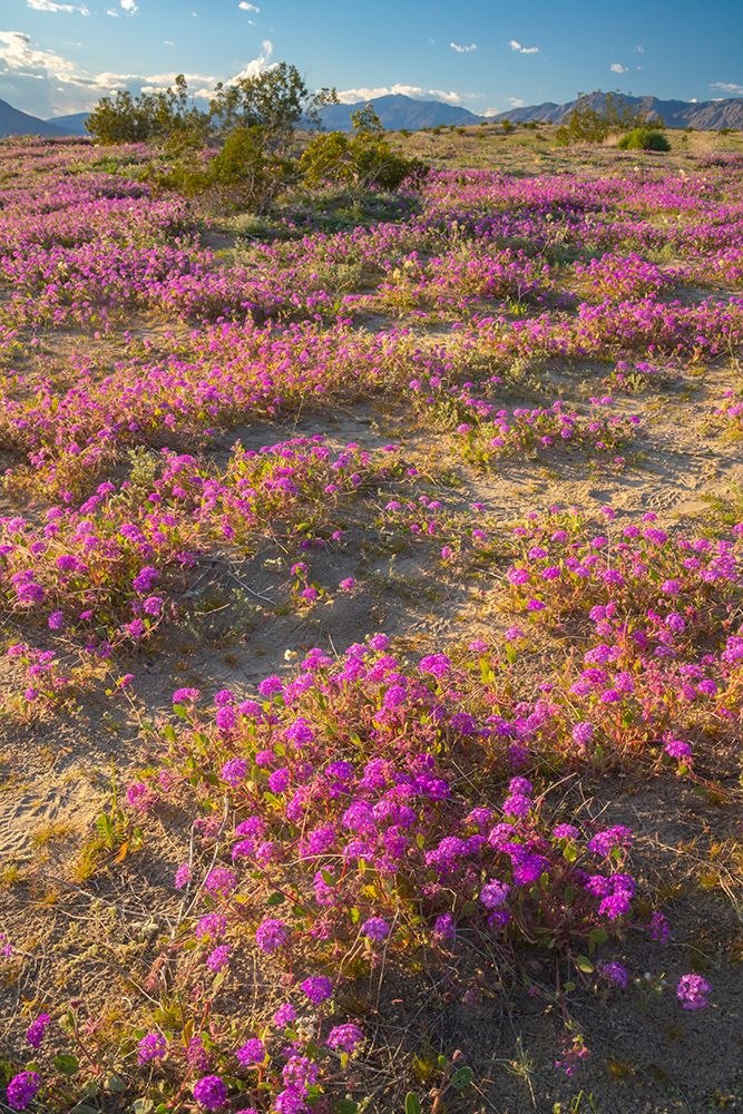 USA, California, Anza Borrego Desert State Park. Blooming verbena flowers. art print by Jaynes Gallery for $57.95 CAD