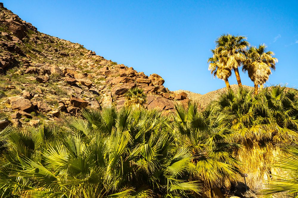 USA, California, Anza Borrego Desert State Park. Palm trees and rocky hillside at oasis. art print by Jaynes Gallery for $57.95 CAD