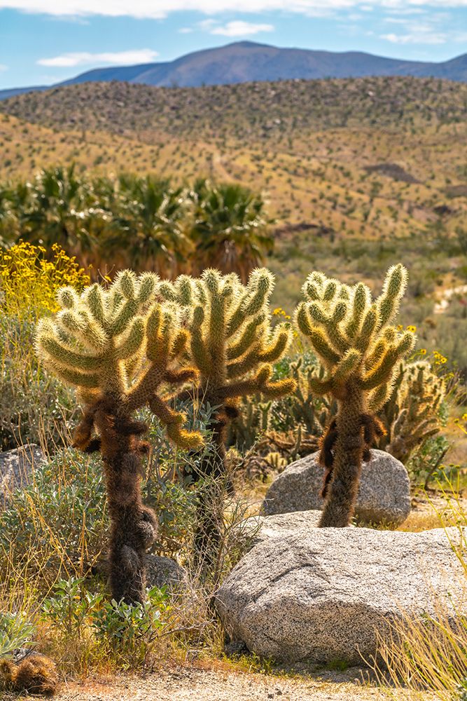 USA, California, Anza Borrego Desert State Park. Cholla cactus and blooming brittlebush. art print by Jaynes Gallery for $57.95 CAD