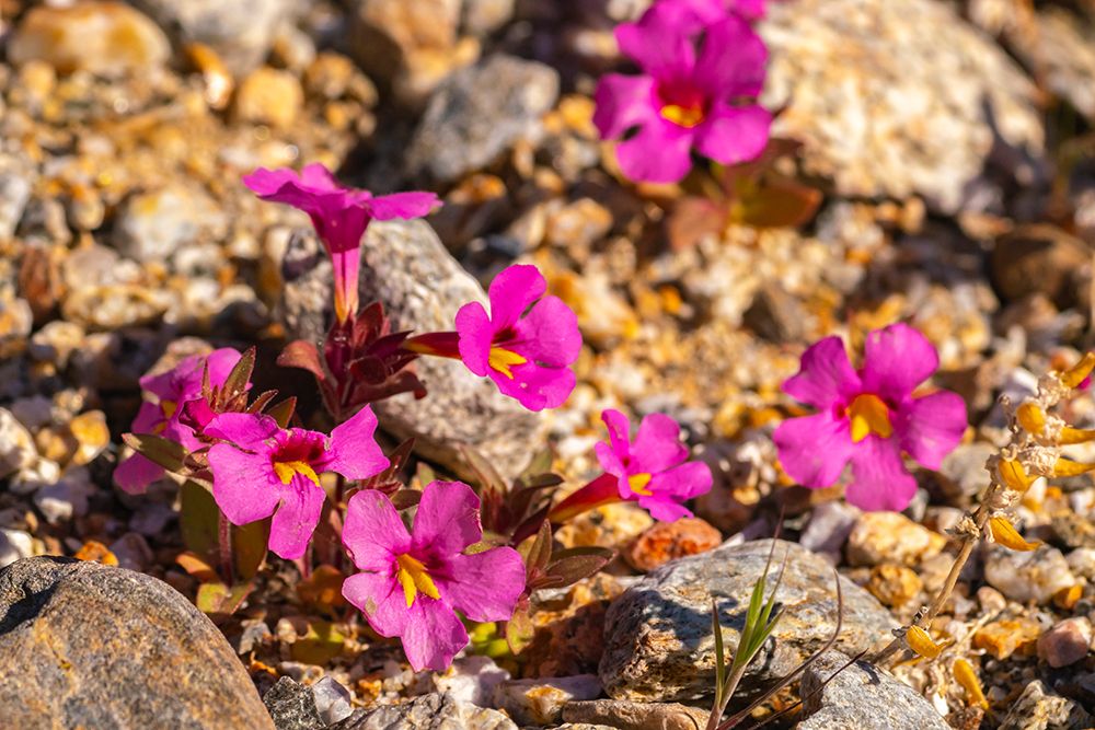 USA, California, Anza Borrego Desert State Park. Bigelows monkey flower blossoms close-up. art print by Jaynes Gallery for $57.95 CAD
