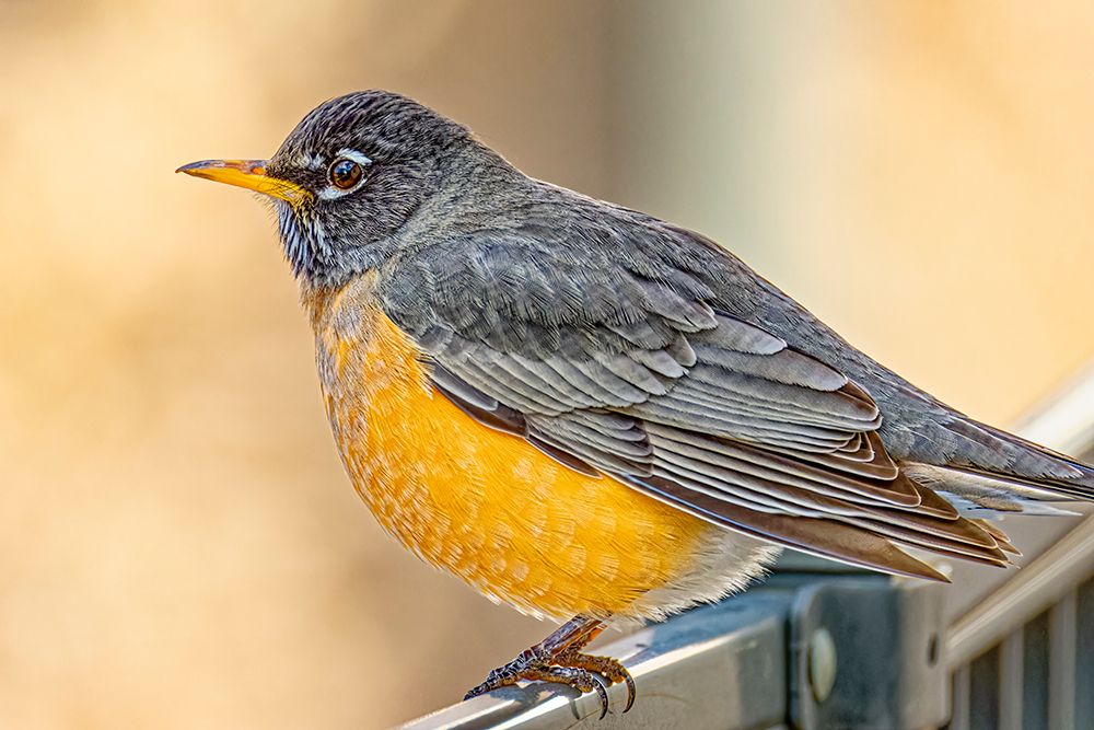 USA, Colorado, Fort Collins. American robin close-up. art print by Jaynes Gallery for $57.95 CAD