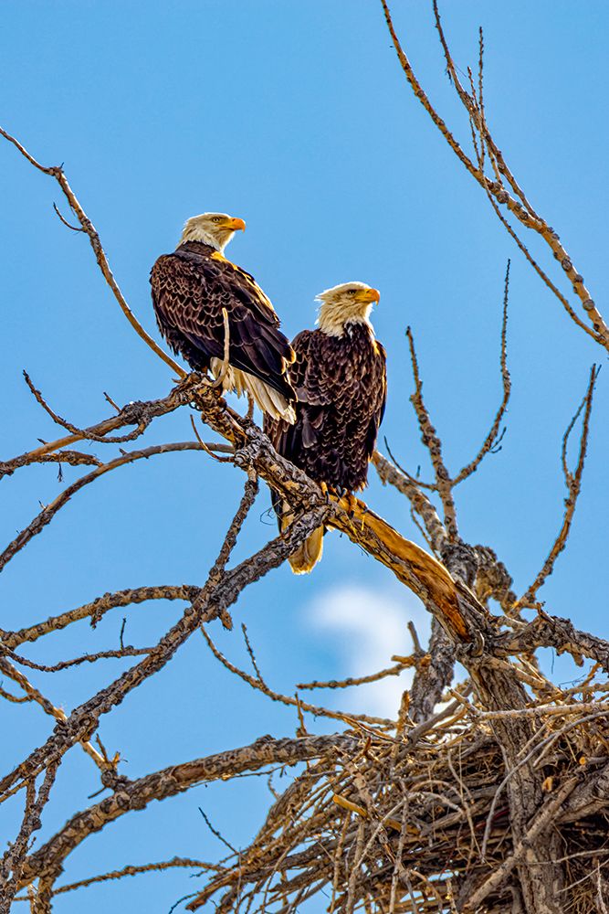 USA, Colorado, Fort Collins. American bald eagles and nest. art print by Jaynes Gallery for $57.95 CAD