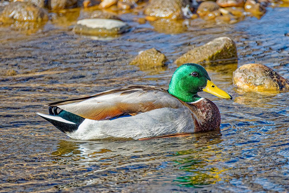 USA, Colorado, Fort Collins. American mallard duck in water. art print by Jaynes Gallery for $57.95 CAD