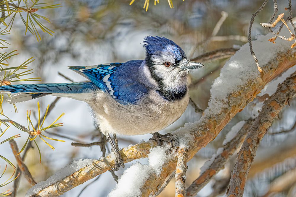USA, Colorado, Fort Collins. Blue jay and snow. art print by Jaynes Gallery for $57.95 CAD
