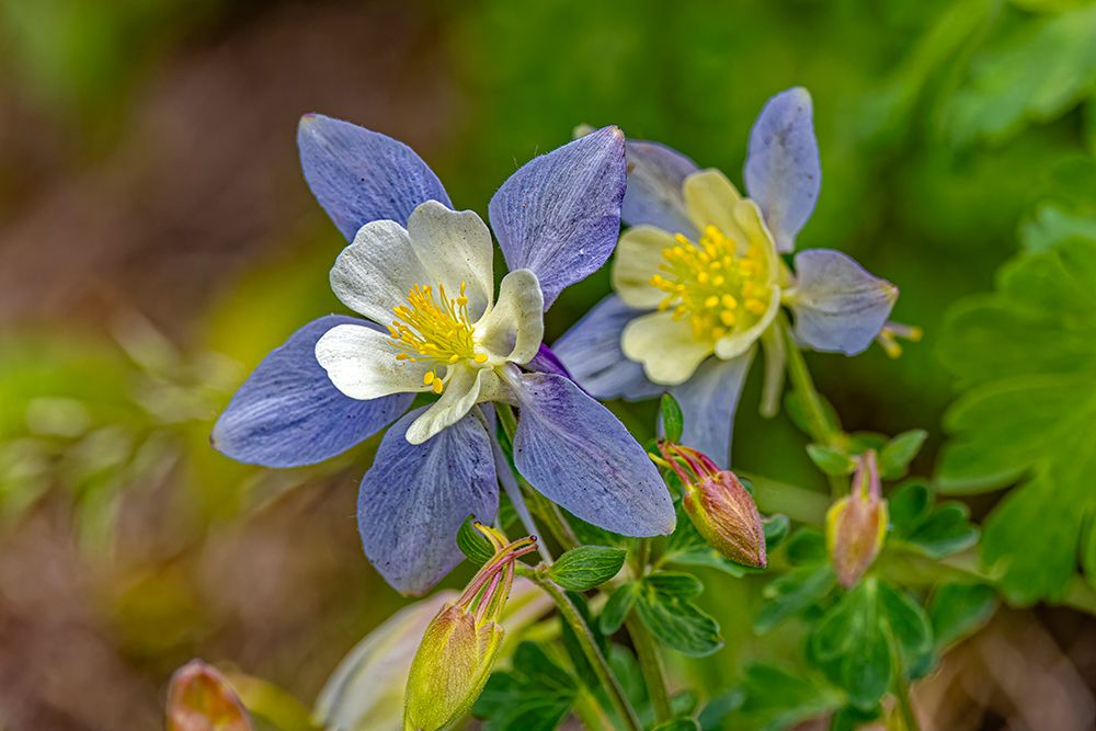 USA, Wyoming, Snowy Range. Blue columbine flower. art print by Jaynes Gallery for $57.95 CAD