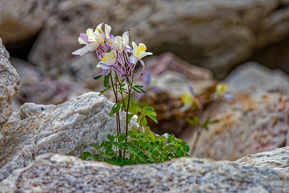 USA, Wyoming, Snowy Range. Blue columbine flower. art print by Jaynes Gallery for $57.95 CAD