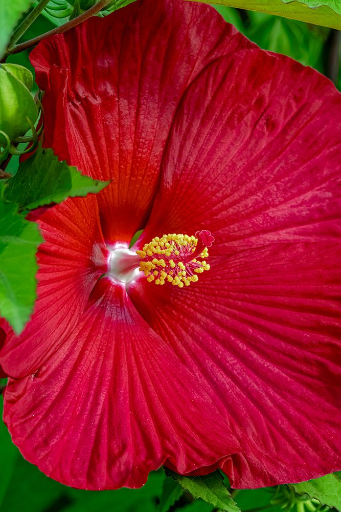 USA, Colorado, Fort Collins. Close-up of hibiscus flower. art print by Jaynes Gallery for $57.95 CAD