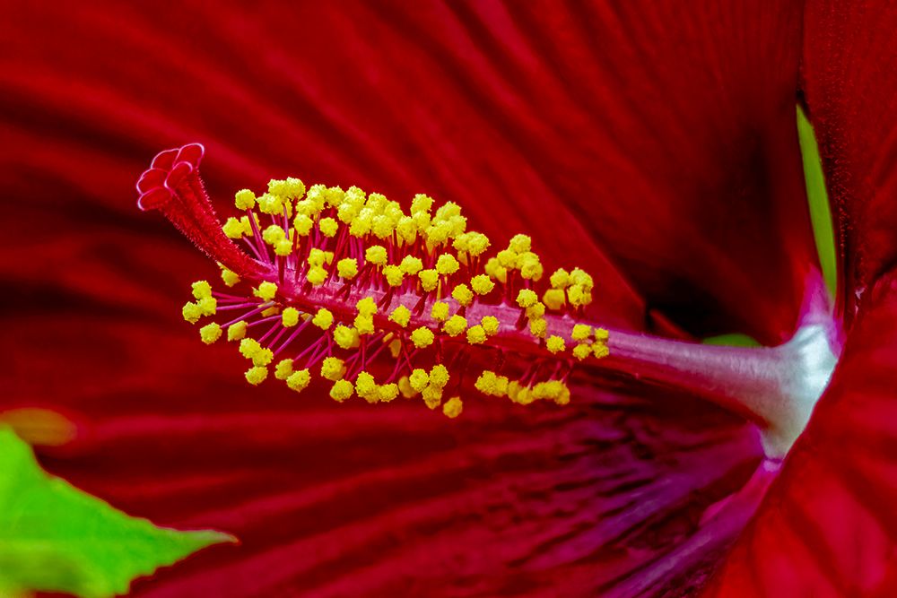 USA, Colorado, Fort Collins. Close-up of hibiscus flower. art print by Jaynes Gallery for $57.95 CAD