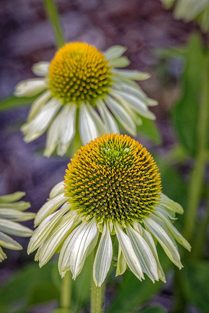 USA, Colorado, Fort Collins. Echinacea flower close-up. art print by Jaynes Gallery for $57.95 CAD