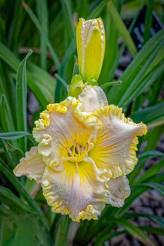 USA, Colorado, Fort Collins. Lily flower close-up. art print by Jaynes Gallery for $57.95 CAD