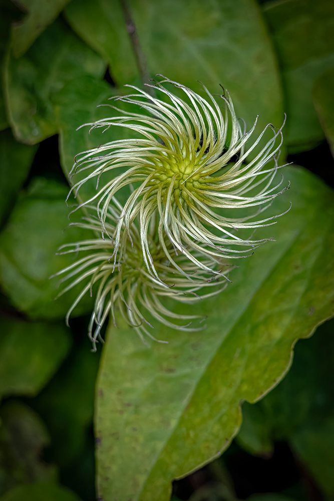 USA, Colorado, Fort Collins. Close-up of exotic flower. art print by Jaynes Gallery for $57.95 CAD