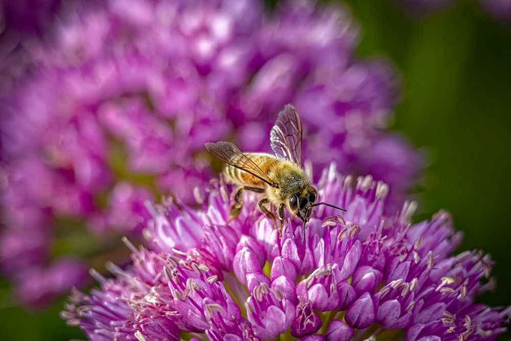 USA, Colorado, Fort Collins. Honey bee on allium flower. art print by Jaynes Gallery for $57.95 CAD
