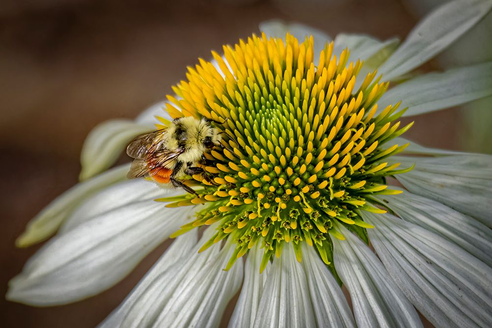 USA, Colorado, Fort Collins. Bumblebee on echinacea flower. art print by Jaynes Gallery for $57.95 CAD