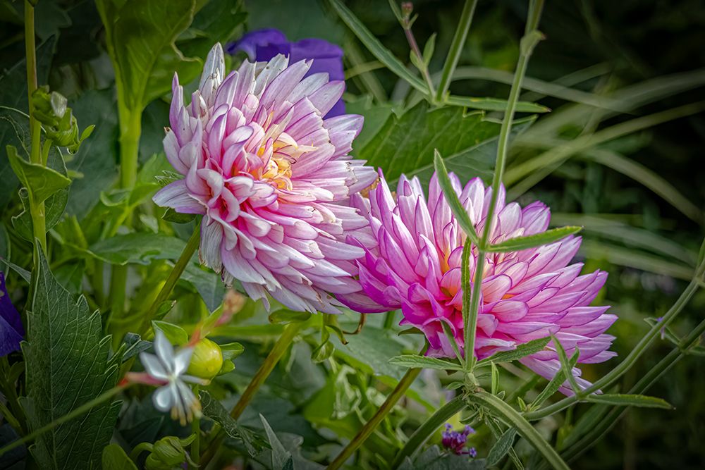 USA, Colorado, Fort Collins. Dahlia flowers close-up. art print by Jaynes Gallery for $57.95 CAD